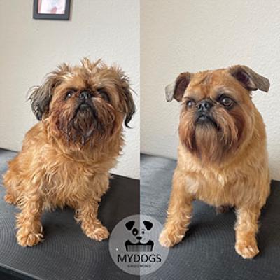 Hundefotos Mydogs Grooming Pulheim Koeln 11