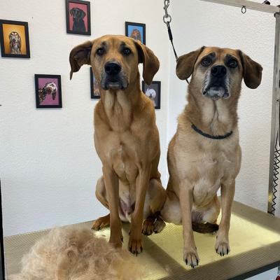 Hundefotos Mydogs Grooming Pulheim Koeln 12