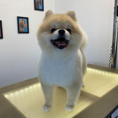 Hundefotos Mydogs Grooming Pulheim Koeln 14