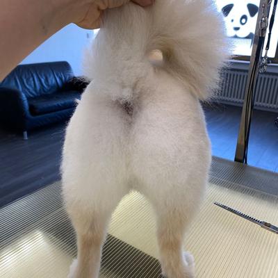 Hundefotos Mydogs Grooming Pulheim Koeln 15