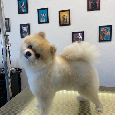 Hundefotos Mydogs Grooming Pulheim Koeln 16