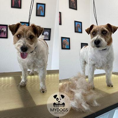 Hundefotos Mydogs Grooming Pulheim Koeln 17