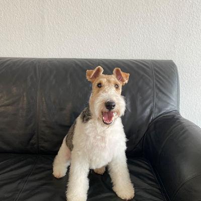 Hundefotos Mydogs Grooming Pulheim Koeln 18