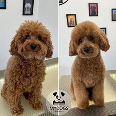 Hundefotos Mydogs Grooming Pulheim Koeln 19