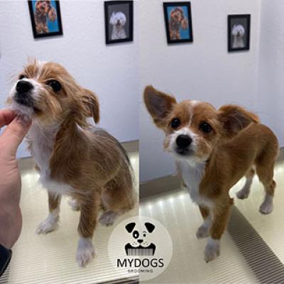 Hundefotos Mydogs Grooming Pulheim Koeln 1