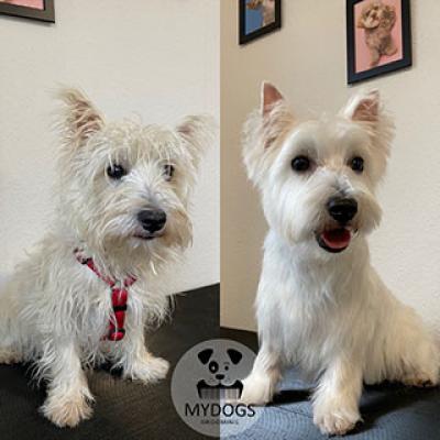Hundefotos Mydogs Grooming Pulheim Koeln 3