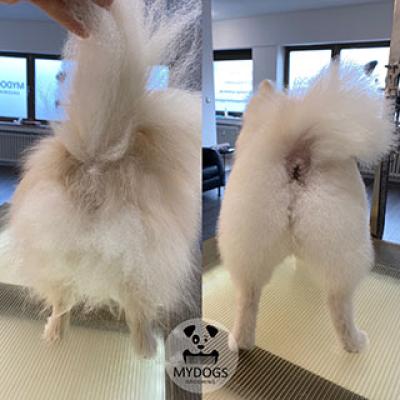 Hundefotos Mydogs Grooming Pulheim Koeln 5