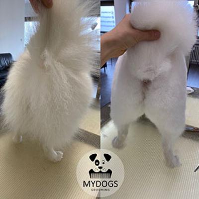 Hundefotos Mydogs Grooming Pulheim Koeln 7