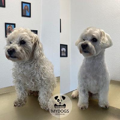 Hundefotos Mydogs Grooming Pulheim Koeln 8