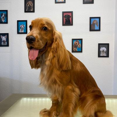 Hundefotos Mydogs Grooming Pulheim Koeln